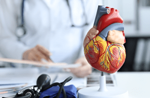 artificial-plastic-model-human-heart-standing-against-background-cardiologist-closeup